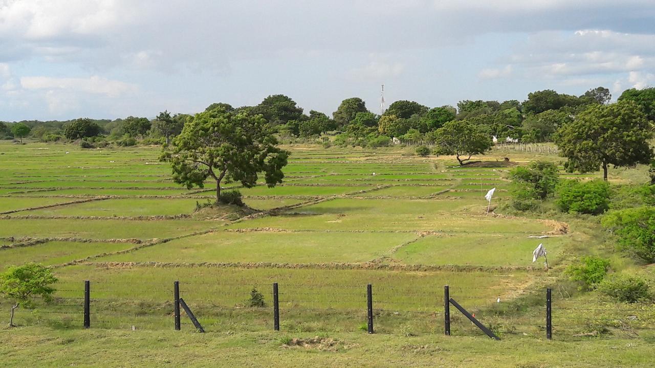Tree Tops Yala Exterior photo